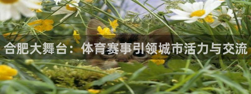 合肥大舞台：体育赛事引领城市活力与交流